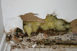Rodent Infestation Damage