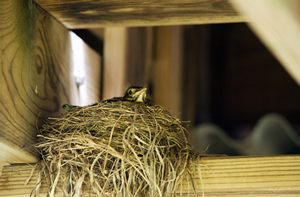 Bird nest in attic