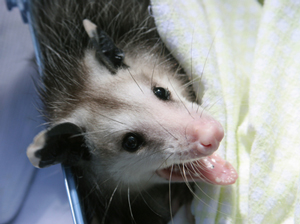 How to Trap Opossums, Opossum Traps