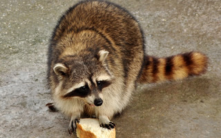 Raccoon Trapping and Removal in Atlanta