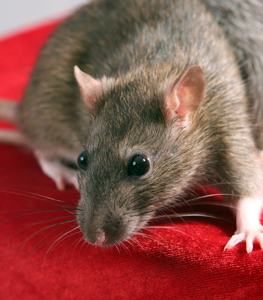 Rodent Extermination in Atlanta