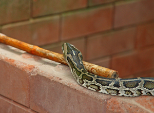 Snake Control and Removal Services