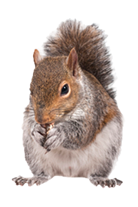 Atlanta Squirrel Trapping and Removal services