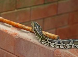 Atlanta snake removal