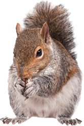 Marietta Wildlife damage control services