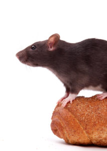 Rats The Pesky Pest You Are Likely To Run Into In Atlanta