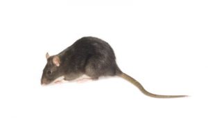 Rodent Removal Services From Our Wildlife Removal Experts