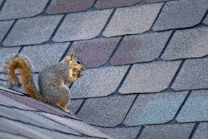 When Should You Hire Squirrel Removal Services