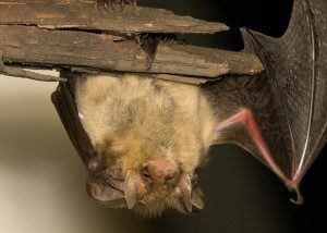 Understanding Georgia Laws About Bat Removal